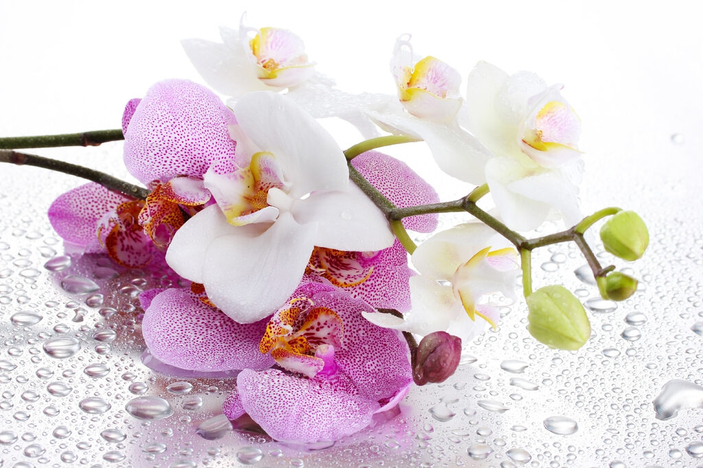 Orchideje s rosou — celý design