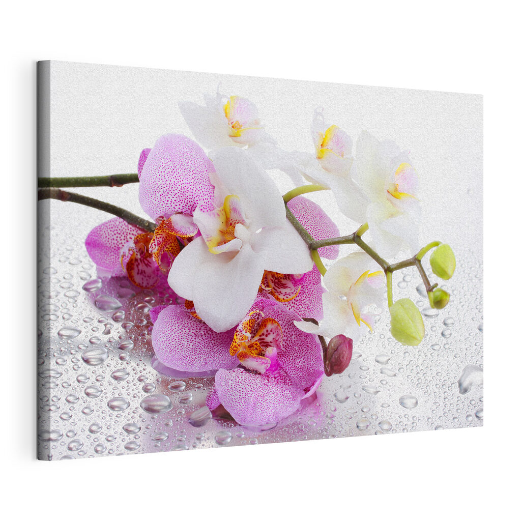 Orchideje s rosou — zobrazení produktu