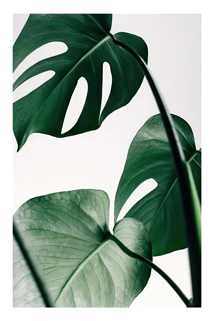 Monstera na světlém pozadí — celý design