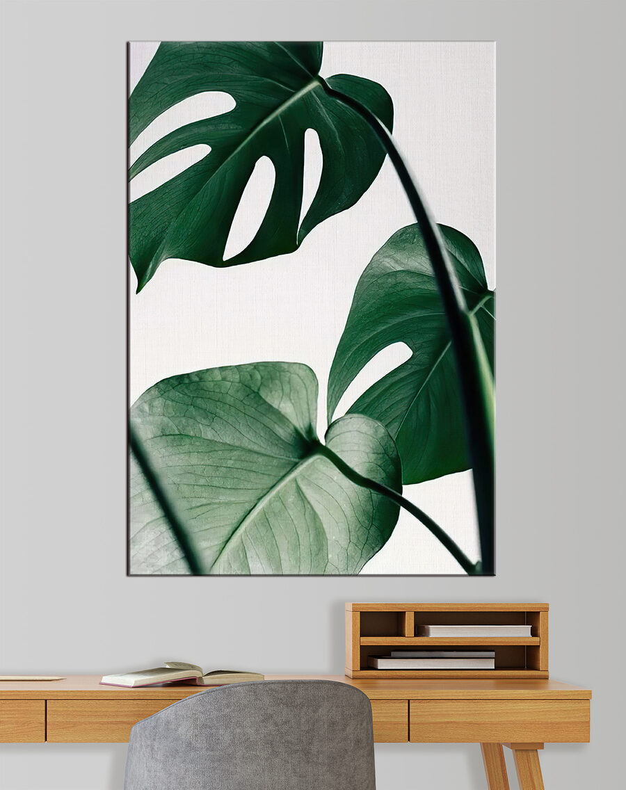 Monstera na světlém pozadí — interiér 1