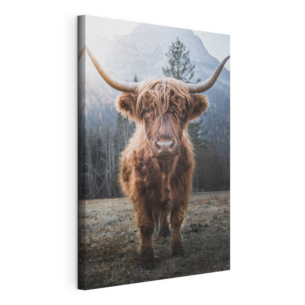 Skot se dívá zpět — zobrazení produktu