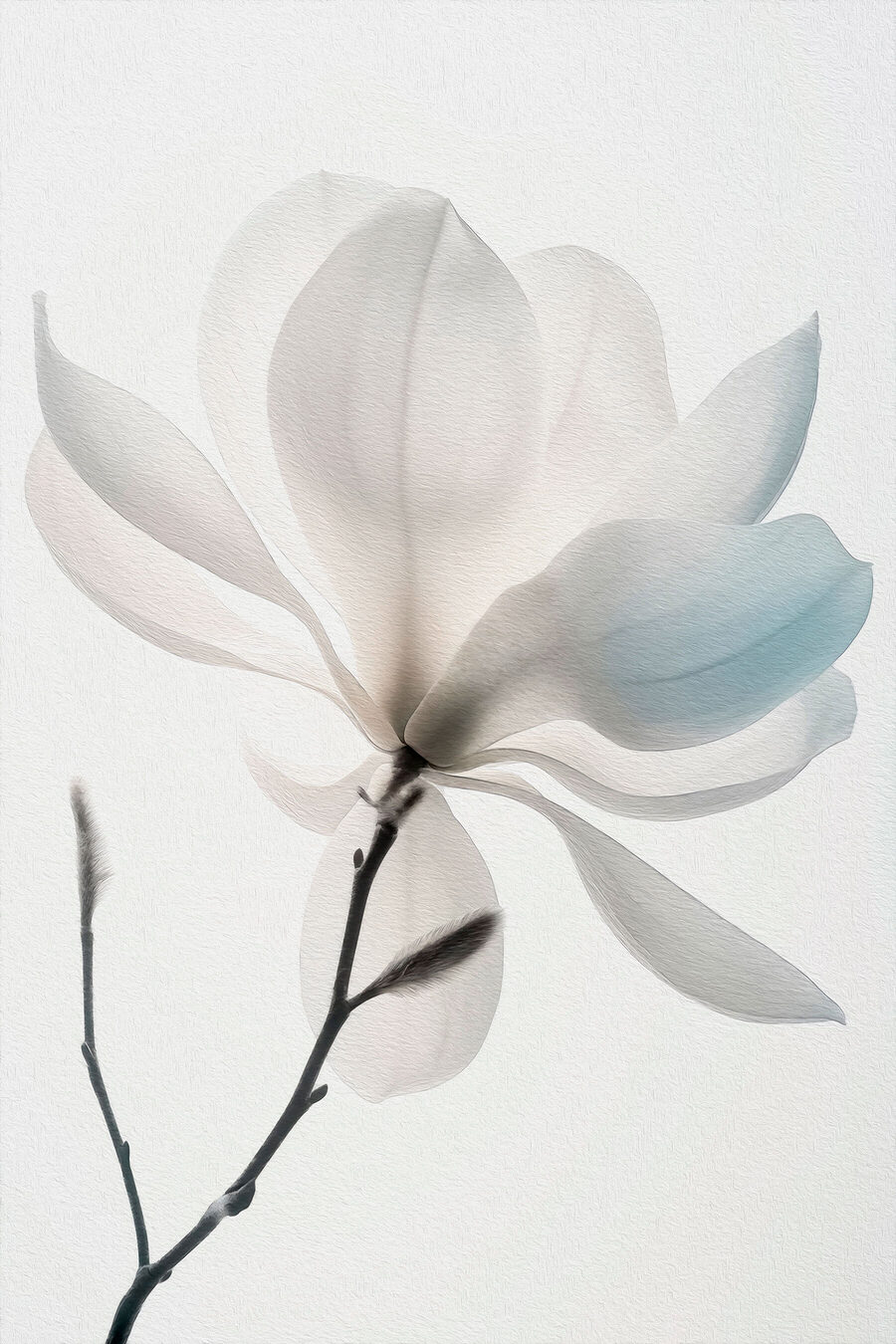Bílá magnolie kvete — celý design
