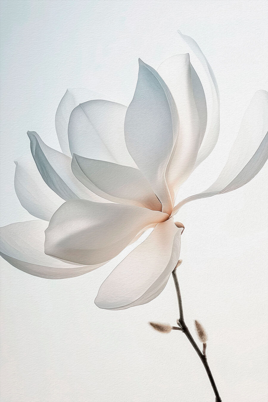 Lehce ohnutá bílá magnolie — celý design