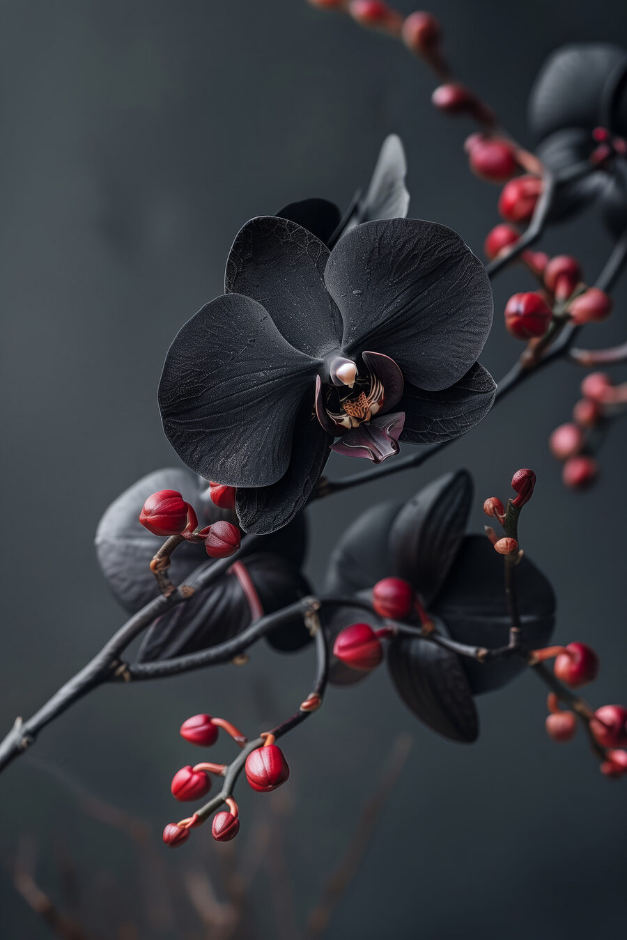 Černé orchideje na větvi — celý design