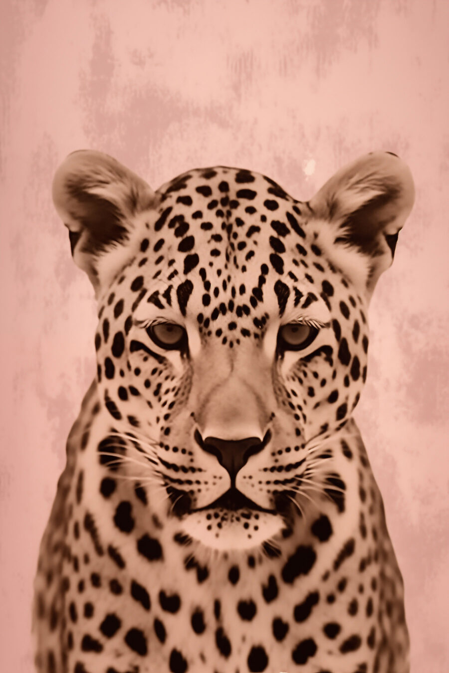 Leopard na teplém růžovém — celý design
