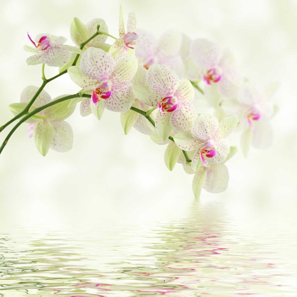 Světlá orchidej nad vodou — celý design