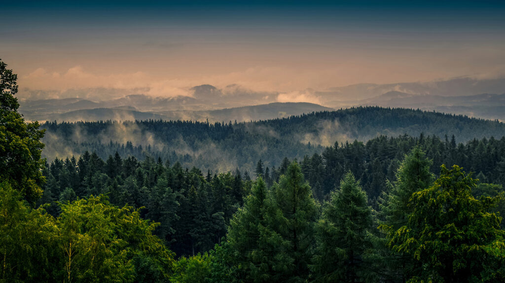 Poslední světlo nad borovicemi — celý design